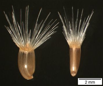 Vorschaubild Nordafrikamische Flockenblume